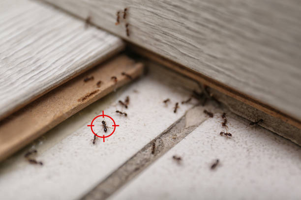 Wasp Removal Services in Detroit, MI