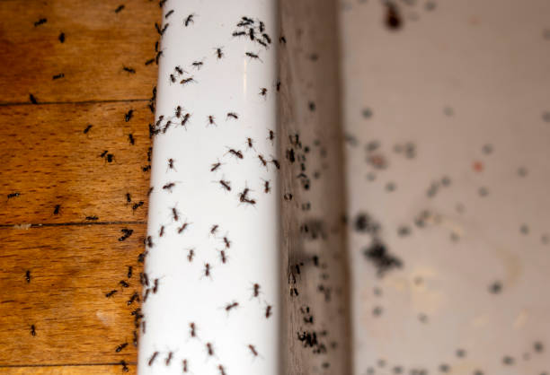 Best Pest Control Treatment  in Detroit, MI