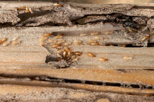Best Affordable Pest Control Services  in Detroit, MI